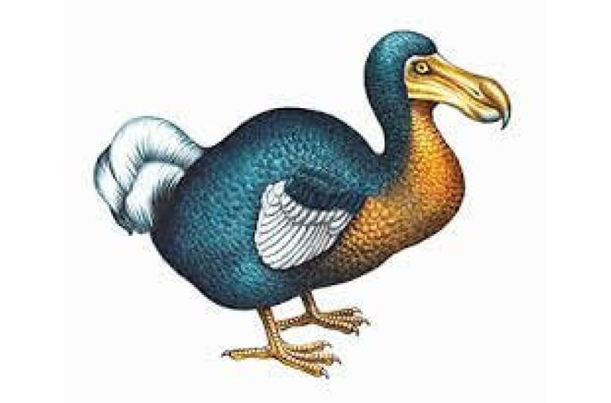 Twitter IPO Fanatics = Dodo Bird? Twitter IPO Fanatics = Dodo Bird?